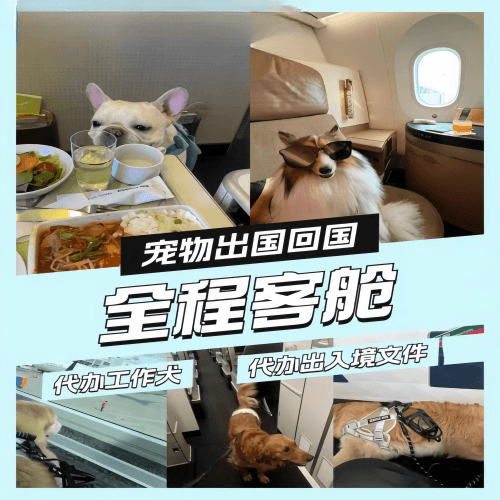香港特别行政区宠物托运到白俄罗斯宠物入境规定和要求